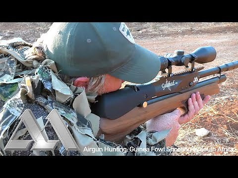 Airgun Hunting: Guinea Fowl Shooting in South Africa