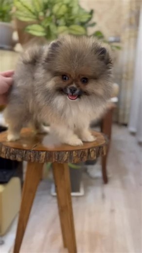 ‎کافه پت فروش لوازم وغذای حیوانات خانگی‎ on Instagram‎: "پامرانین جنسیت نر سه ماهه واکسینه شده"‎