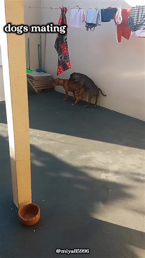 Complete Dog Breeding Process: From Mating to Puppies