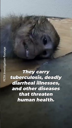 The Deadly Pipeline From Forest to Lab 💔🐒