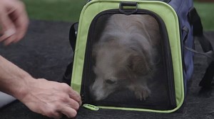 Looking to travel with your pup? Acclimate them to the travel carrier for a smooth trip! | CBS Dream Team