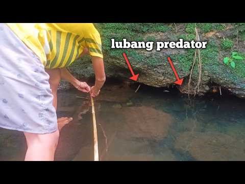 Putting a fishing rod in a predator hole what happens!
