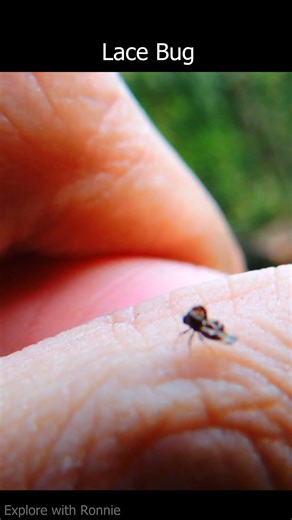 Lace Bug | Insect | #nature #lacebug #wildlife