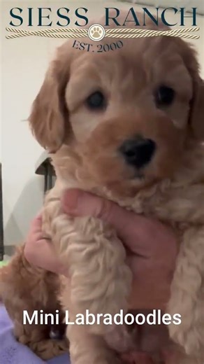 Mini Labradoodles 6 weeks old