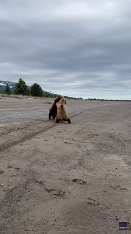 'Fighting or Flirting?' Wrestling Bear Cubs Delight Tour Group