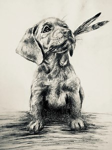 Welcome to Worley's Silver Feathers Labradors