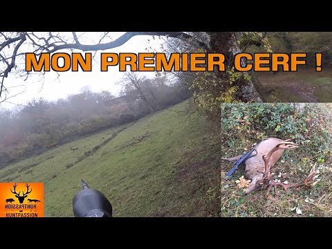 CHASSE AUX CERFS - Tir d'un cerf 16 cors en battue ! Nombreux cerfs !