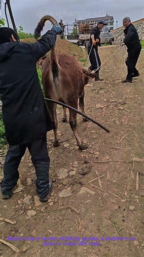 Herder’s Clever Cattle Guide: Smart Way to Move an Ox