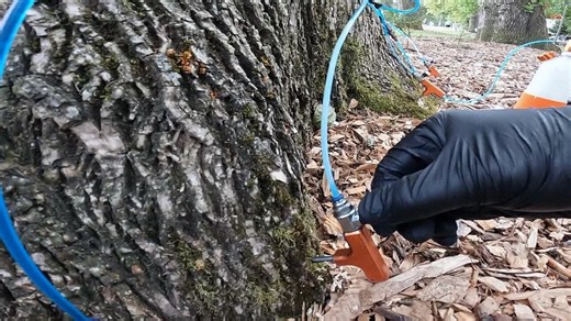 Portland proactive to protect trees from deadly Emerald Ash Borer infestations