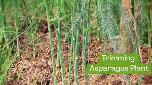 How To Trim Asparagus Plant: Best Timing, Ways   Benefits