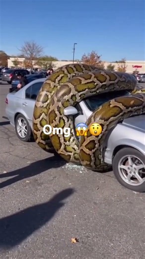 Omg 😱 this is so huge #python #wow