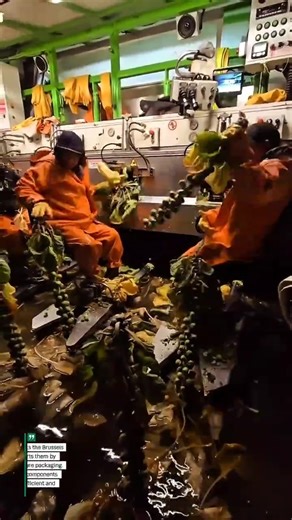 Brussels Sprouts Harvesting: Automated System in Action!