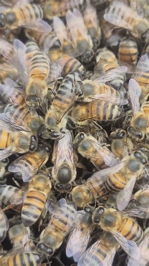 Beetiful QUEEN laying eggs.