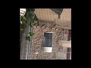 Εκτροφη Καρδερινας Alexkourinio Carduelis Balkanika Breeding techniques 2