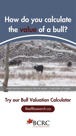 The BCRC's Bull Valuation Calculator provides an estimate of how much a bull is worth using your on-farm numbers. Try it now: https://www.beefresearch.ca/blog/bull-valuation-video/ | Beef Cattle Research Council