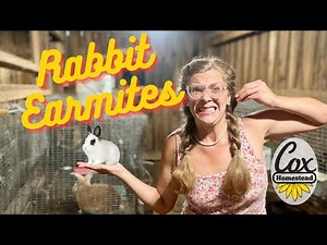 How to treat Rabbit Ear Mites |. Cox Homestead