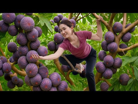 Harvesting Giant Wild Figs to Sell at the Village Market | Traditional Pickled Fig Recipe
