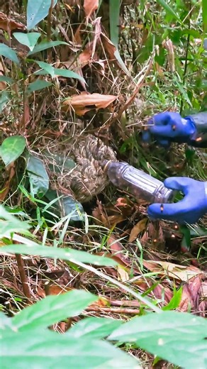 Dangerous hornet trap experiment – only one bottle!