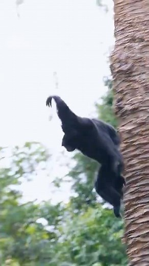 Siamangs can leap up to 9 meters!