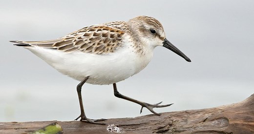 Western Sandpiper Identification, All About Birds, Cornell Lab of Ornithology
