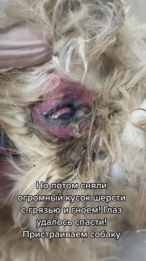 How to Safely Remove Ticks from Your Dog's Ear