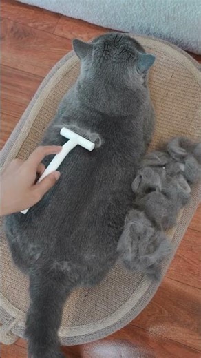 Deshedding Without Pain — The Gentle Grooming Every Cat Deserves 🐾