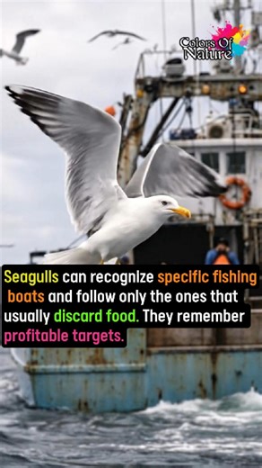 Seagulls #facts #knowledge #science | Colors Of Nature