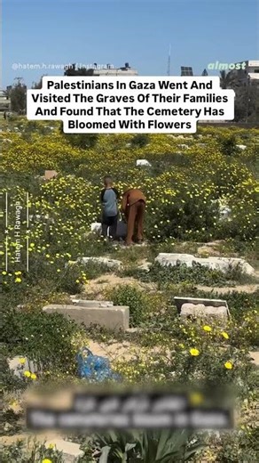 Palestinians In Gaza Visited The Graves Of Their Families & Found That The Cemetery Has Bloomed