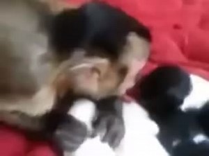 6.1K views · 68 reactions | amazing love | Big Vines | Facebook