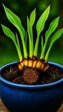 easy and fast method to propagate and grow banana fruit trees #fruits #garden #nature