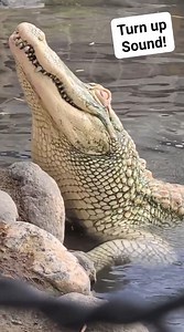 Gators Bellowing! Turn on Sound! Colorado Gator Farm #alligators #gators | Wild Charles