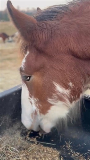 Nova, Aurora and Yellowstone are now in the weaning process from their beloved mamas. Doing great and sticking together. #Clydesdales #cabins #whitefishmontana #clydesdaleoutpost #montana | Clydesdale Outpost