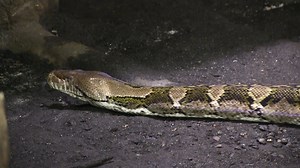 64 reactions | Auf diesen Bildern sehen wir einen Netzpython in Bewegung. Diese beeindruckenden Reptilien sind bei uns inzwischen etwa 6,5 Meter lang und können nun mühelos ein Riesenkaninchen im Ganzen verschlingen. Die Würgeschlange verdankt ihren Namen der netzförmigen Zeichnung ihrer Haut. Nach einer üppigen Mahlzeit ruhen sich die Schlangen meist geraume Zeit aus, um die Nahrung gut zu verdauen. | Königlicher Burgers' Zoo | Facebook