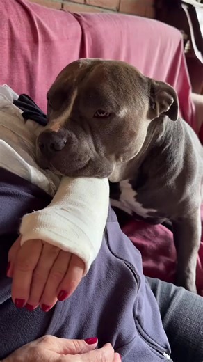 3.2K views · 328 reactions | Mino è triste perchè la nonna si è fatta male ☺️殺❤️ . . #Goodbye2024 #viral #babygirl #doggo #puppy #funny #dog #fyp #reels #americanbully #fundog #doglovers #cutedog #MASSIeMINO #bully #bullyuk #foryou #baby #fypシ #Christmas #fypage | G00D View | Facebook