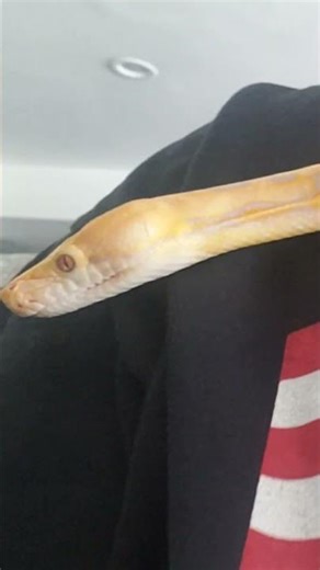 My Lavender Albino Reticulated Python