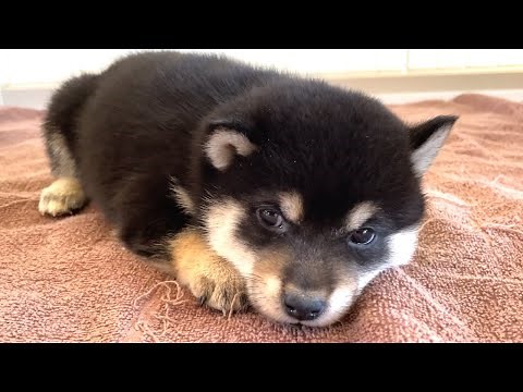 国宝級に可愛い豆柴の子犬がこちらです（生後20〜34日）