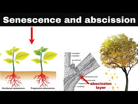 senescence and abscission in plants