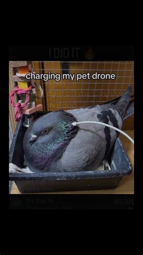 Memes pt 8