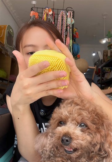 🎀ទំនាក់ទំនងកម្មង់តាមFacebook page : Dogology Cambodia #petsoftiktok #dogsoftiktok #catsoftiktok #fyp