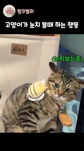 고양이가 눈치 볼때 하는 행동 #고양이 #cat #funnycats #유머 #웃긴영상