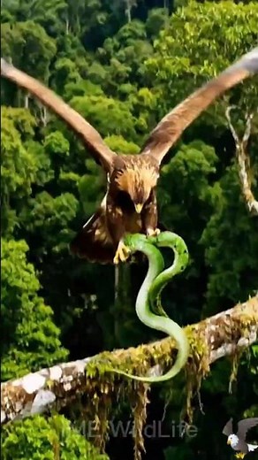 Eagle Hunts A Snake | Predator Instinct