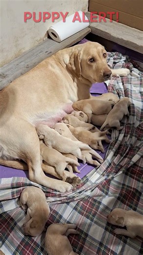 A Sleeping Angel | One of Thirteen Labrador Puppies