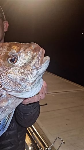 🌙 Why Snapper Are Firing at Night in Western Port 🎣 It’s that perfect mix right now - warmer water temps, strong tidal flow, and the darker nights around this moon phase are pushing the snapper to feed harder after sunset. Less boat traffic more bait moving through the channels = hungry reds lighting up the sounder. No wonder the night bite is going off! 🔥🐟 Book a SNAPPER TWILIGHT CHARTER while it’s hot https://sharkmen.com.au/snapper-whiting-squid-sharkmen2-booking-page/ | Sharkmen Fishing 