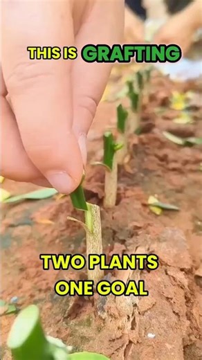 How Farmers Combine Two Plants Into One
