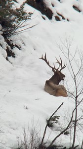 176K views · 748 reactions | It’s hard to get comfy when you’re in this much snow. #trailcamnut #hunting #elk #bullelk #magview #swarovski | Trail Cam Nut | Facebook