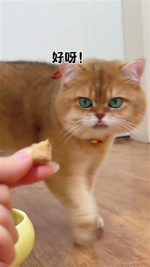 291. Yuanbao - You're being a bit too straightforward! #ChattyCat #CatWithItsHeartOnItsSleeve