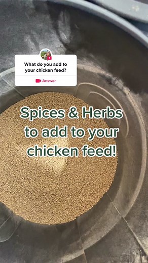#question from @chickenschmidtfarms what do you add to your chicken’s feed? #learnontiktok #poultry #chickens #backyardflock #eggshortage #farmlife #chickensoftiktok #featheredfriends #eggproduction #foryou #Poultry #fyp #natural #homeopathic #spices