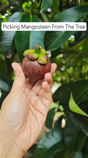 Picking Mangosteen Of Our Neighbour #fruit #holisticchefacademy #mangosteen #thailand
