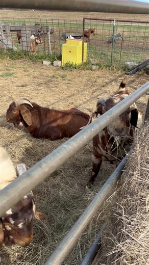 202K views · 6K reactions | Our bucks that we will be turning in with our group of 3, 4, and 5 year old does for spring kidding. | Dakota Wind Meat Goats | Facebook