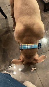 Only the finest chicken for him | Furry Tails